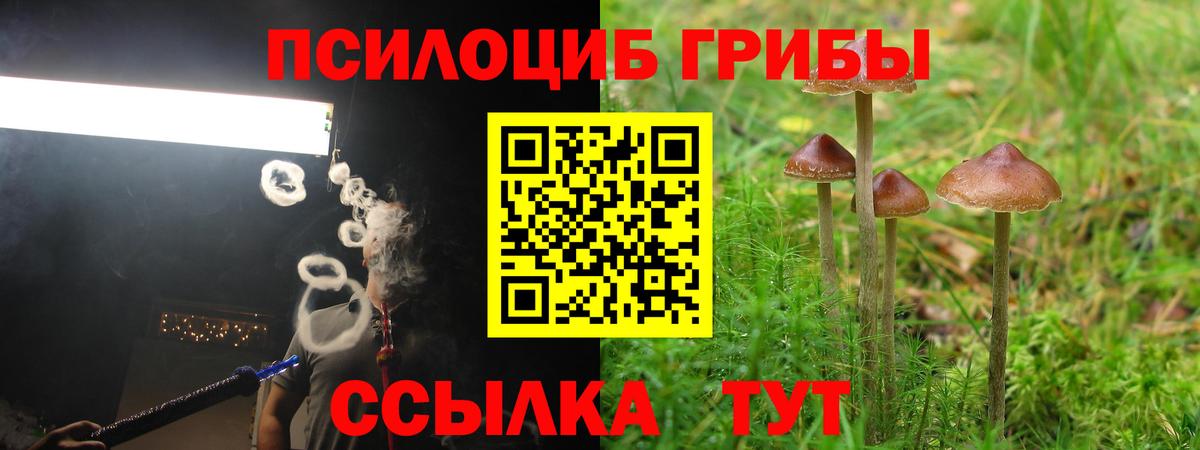 Псилоцибиновые грибы Cubensis  Вход с VPN  Новокуйбышевск 